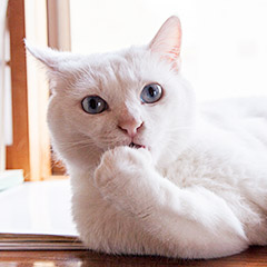 猫のシロちゃん