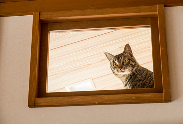 猫用窓