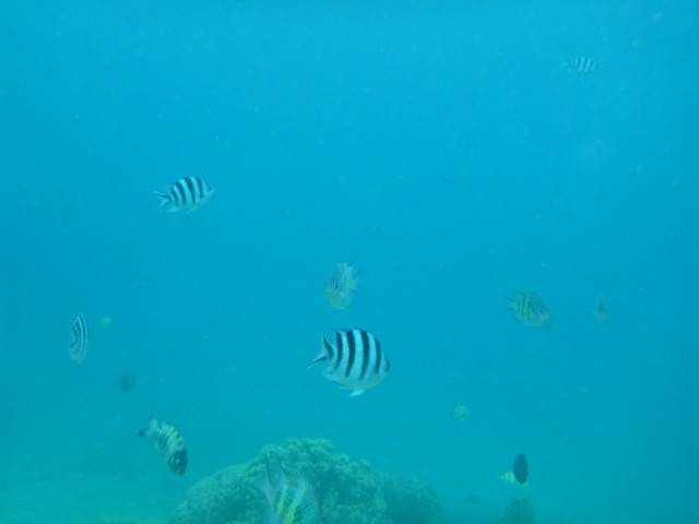 P1260519