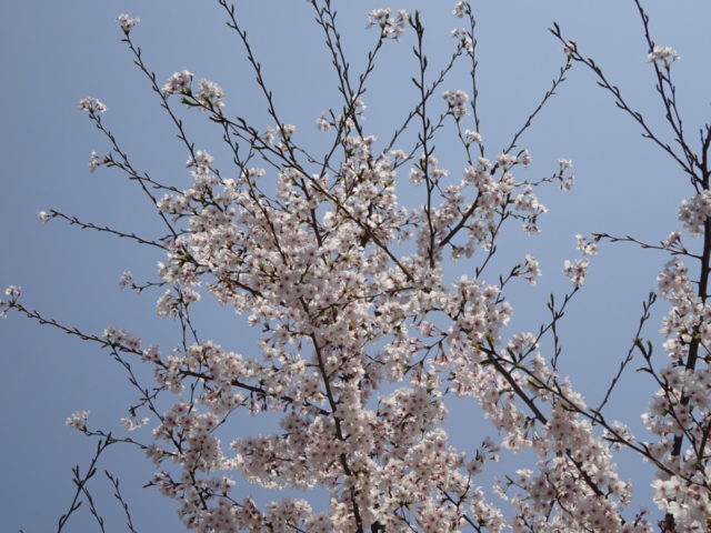 DSC02196
