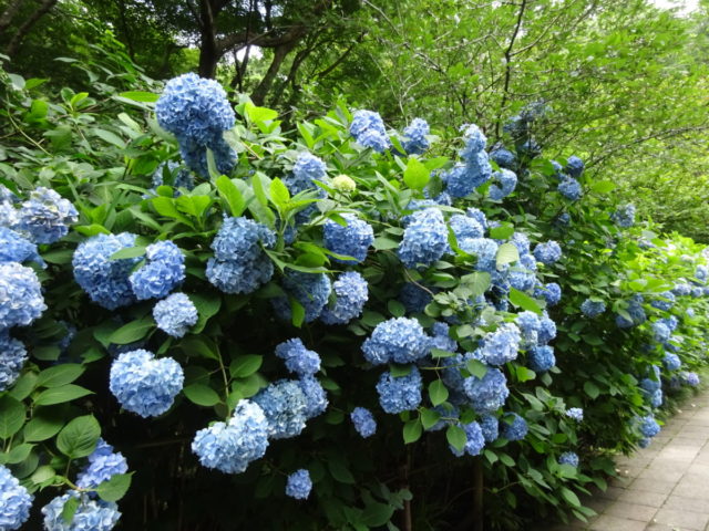 DSC07121